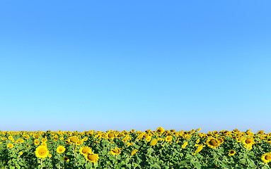 Image showing sunflower field