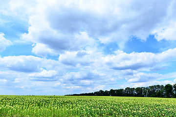 Image showing sunflower field