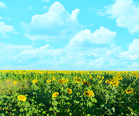 Image showing sunflower field