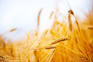 Image showing wheat