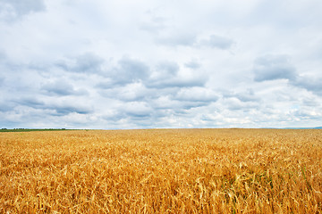 Image showing wheat