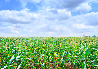 Image showing Beautiful green maize field