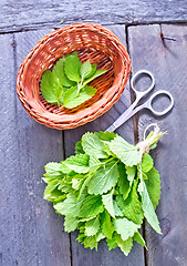 Image showing fresh mint leaf 