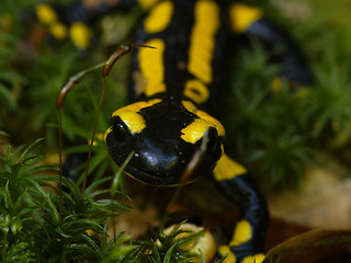 Image showing fire salamander