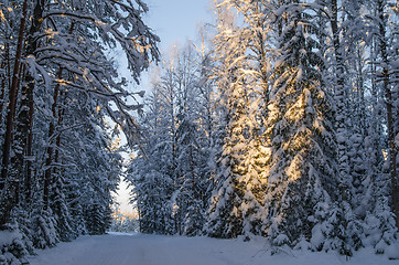 Image showing Spruce covered with snow in winter forest. Viitna, Estonia. 