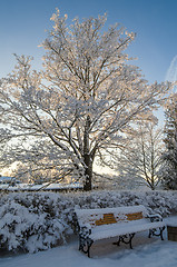 Image showing A beautiful city park with trees covered with hoarfrost