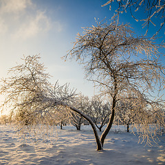 Image showing Apple trees covered with hoarfrost against the blue sky