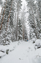 Image showing The woman with a dog on walk in a winter wood