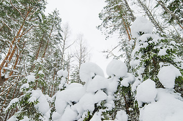 Image showing Winter snow covered trees. Viitna, Estonia. 