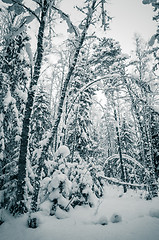 Image showing Winter snow covered trees. Viitna, Estonia. 