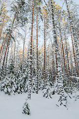 Image showing Winter snow covered trees. Viitna, Estonia. 