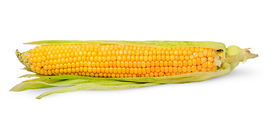 Image showing Single half peeled ear of corn