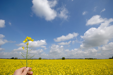 Image showing Rape flower in hand