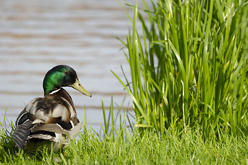 Image showing Duck by the lake