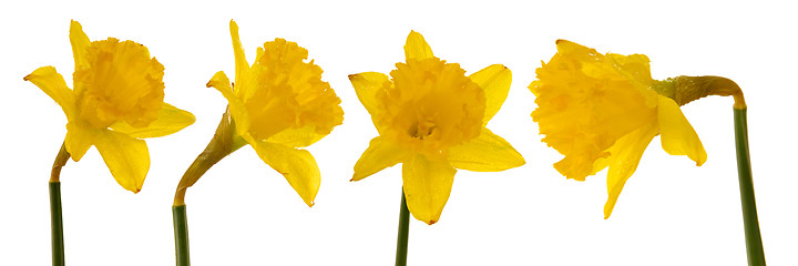 Image showing Daffodil