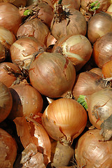 Image showing Onion background