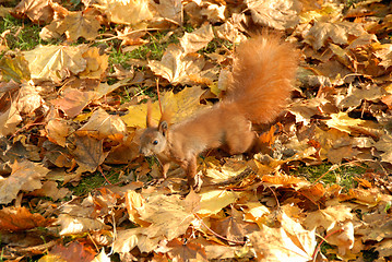 Image showing squirrel