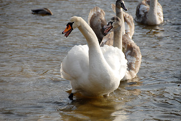 Image showing swans