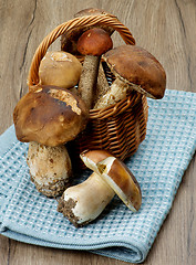 Image showing Forest Mushrooms