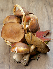 Image showing Forest Mushrooms