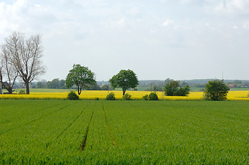 Image showing Green and yellow fields