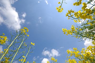 Image showing Sky, clouds and yellow rape