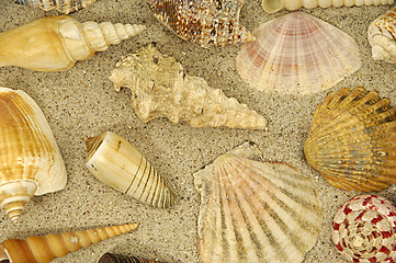 Image showing Shells in the sand