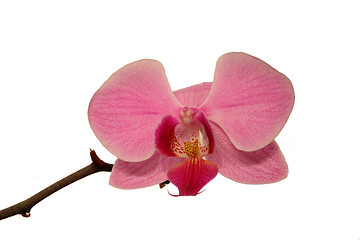 Image showing Orchid (Phalaenopsis)