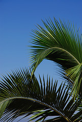 Image showing Palm tree branches