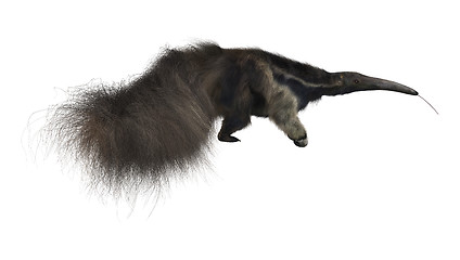 Image showing Giant Anteater