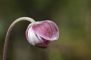 Image showing bud