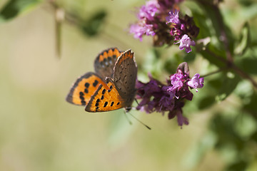 Image showing small copper