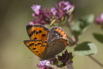 Image showing common copper