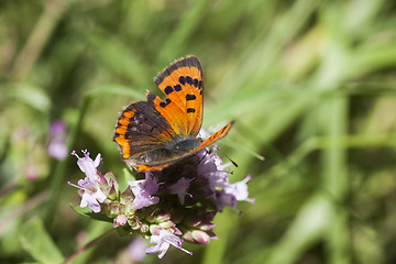 Image showing small copper
