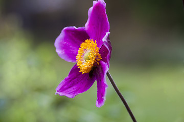 Image showing japanese anemone