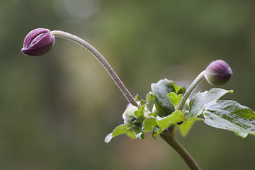 Image showing japanese anemone