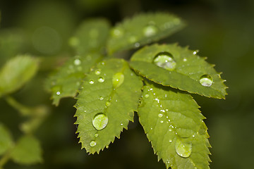 Image showing leaf with drops