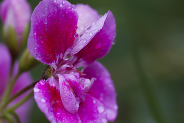 Image showing wet flower