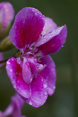 Image showing pink flower