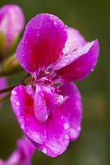 Image showing pink flower