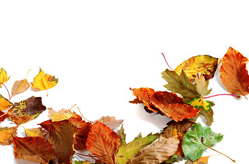 Image showing Multicolor autumn dry leafs