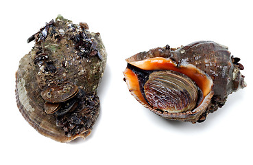 Image showing Two veined rapa whelk covered with small mussels