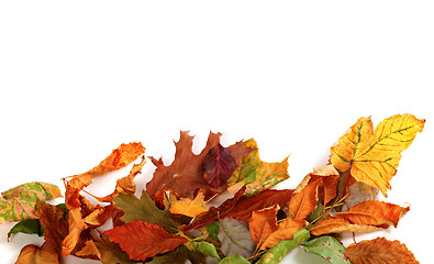 Image showing Multicolor autumn dry leafs