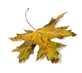 Image showing Autumn dry leaf on white background