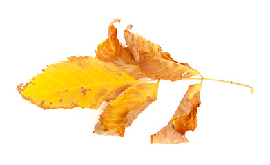 Image showing Dried yellow ash-tree leaf