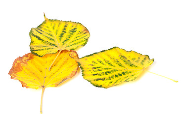 Image showing Autumn multicolored leafs on white background