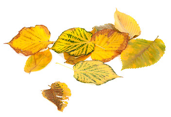 Image showing Autumn multicolored leafs