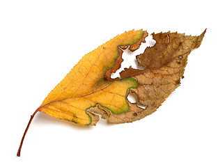 Image showing Yellowed dried autumn leaf on white background
