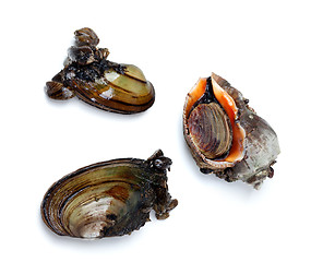 Image showing Two river mussels (Anodonta) and veined rapa whelk
