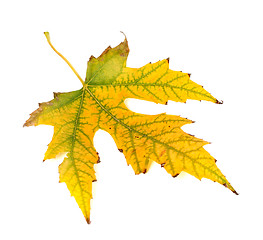 Image showing Autumn yellowed leaf on white background